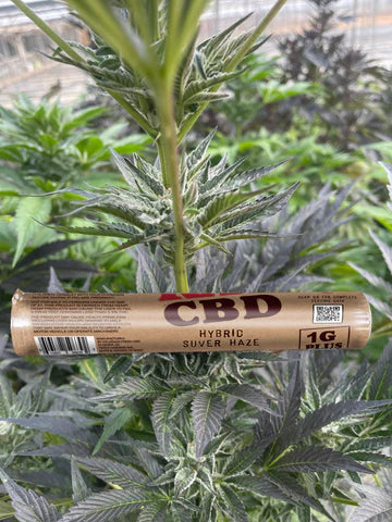 RAW CBD Suver Haze King Size Pre Roll 1CT